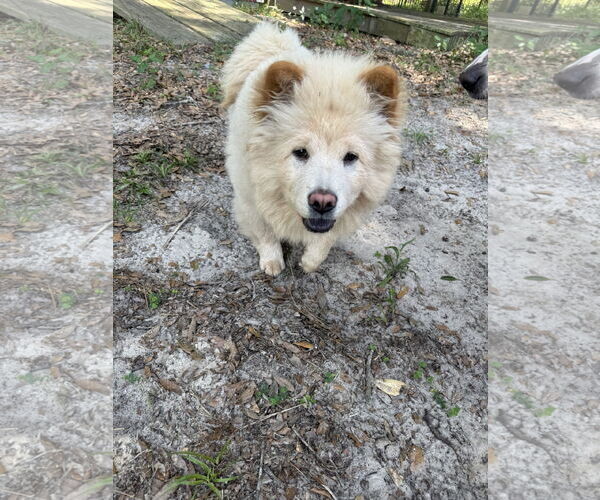 Medium Photo #3 Chow Chow Puppy For Sale in Valrico, FL, USA