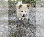 Small #2 Chow Chow
