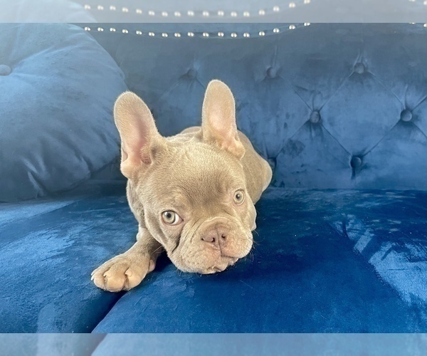 Medium Photo #6 French Bulldog Puppy For Sale in CARLSBAD, CA, USA