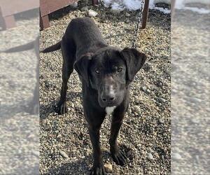 Siberian Husky Dogs for adoption in Fairbanks, AK, USA