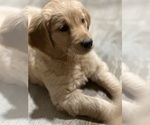 Small Photo #8 Golden Retriever Puppy For Sale in REDDING, CA, USA