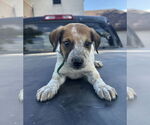 Small #1 Mutt