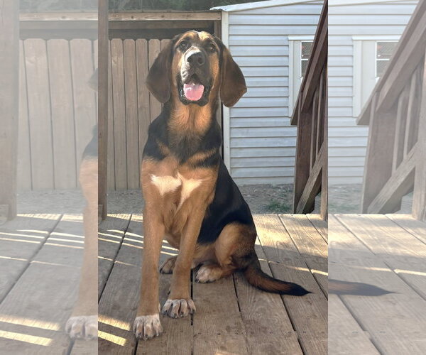 Medium Photo #1 Bloodhound-German Shepherd Dog Mix Puppy For Sale in Wetumpka, AL, USA