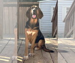261548  Capybara - Male Bloodhound-German Shepherd Dog Mix Dog for Adoption - Small photo