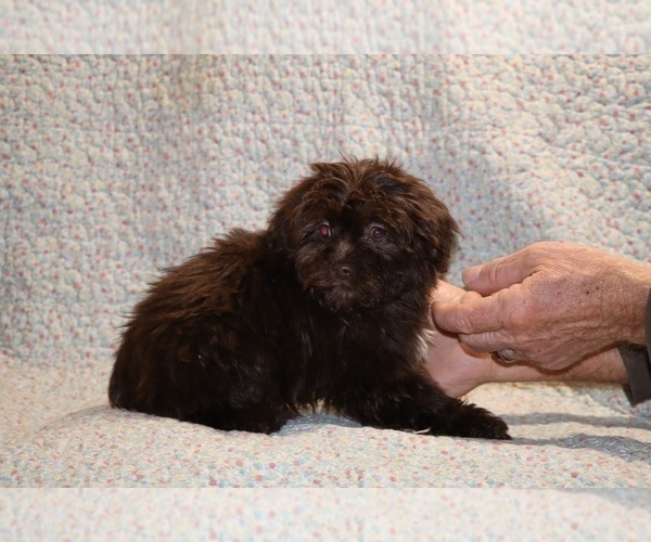 Medium Photo #7 Shih Tzu Puppy For Sale in DYERSBURG, TN, USA