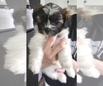 Puppy Annie Zuchon