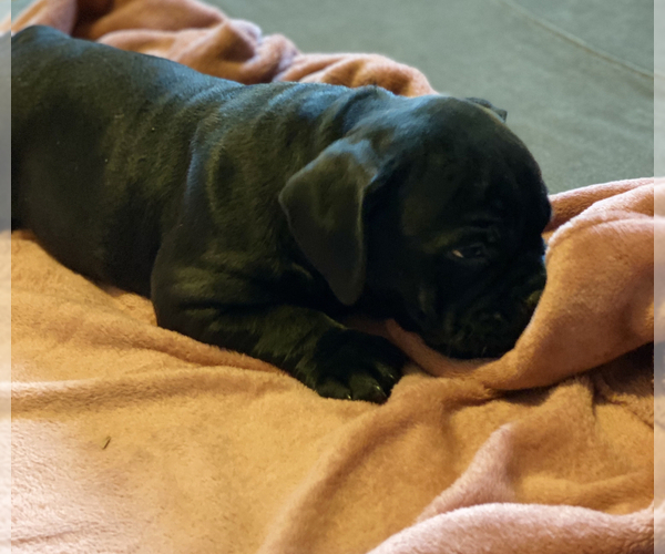 Medium Photo #10 American Bully Puppy For Sale in MIDDLETOWN, OH, USA