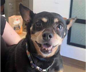 Miniature Pinscher-Unknown Mix Dogs for adoption in San Clemente, CA, USA