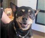 Small Miniature Pinscher Mix
