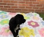 Small Photo #19 Springerdoodle Puppy For Sale in GADSDEN, AL, USA