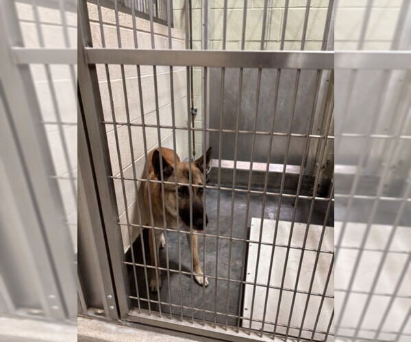 Medium Photo #1 Mutt Puppy For Sale in Upland, CA, USA