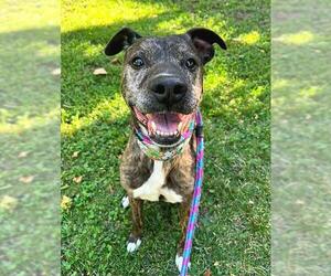 Staffordshire Bull Terrier Dogs for adoption in Sacramento, CA, USA