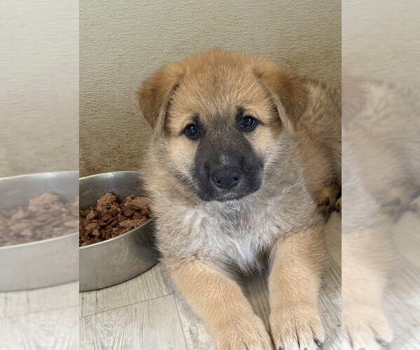Medium Photo #2 German Shepherd Dog Puppy For Sale in Bolivar, MO, USA
