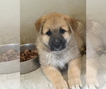 Small #1 German Shepherd Dog