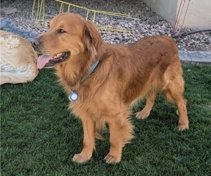 Father of the English Cream Golden Retriever puppies born on 07/07/2025