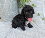 Small #2 Poodle (Toy)