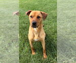 Small Photo #3 Labrador Retriever-Unknown Mix Puppy For Sale in La Porte, IN, USA