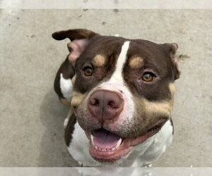 Mutt Dogs for adoption in Tulsa, OK, USA