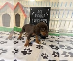 Small #3 Bloodhound