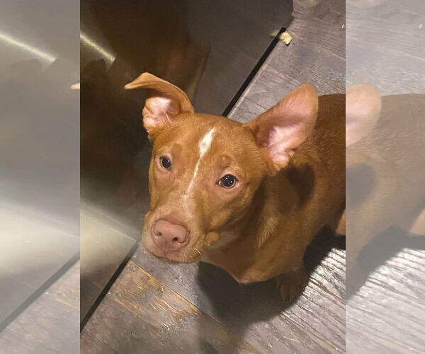 Medium Photo #5 Mutt Puppy For Sale in Holly Springs, NC, USA