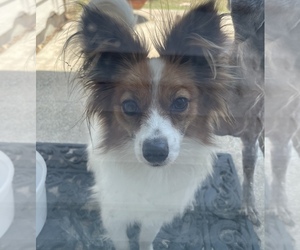 Papillon Puppy for sale in SAN ANTONIO, TX, USA