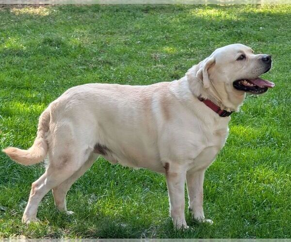 Medium Photo #1 Labrador Retriever Puppy For Sale in GORDONVILLE, PA, USA