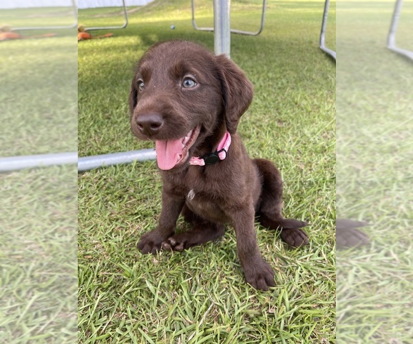 Medium Photo #5 Labradoodle Puppy For Sale in GEORGETOWN, SC, USA