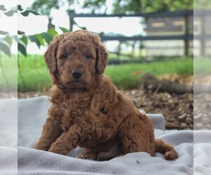 Labradoodle-Poodle (Miniature) Mix Puppy for sale in GORDONVILLE, PA, USA