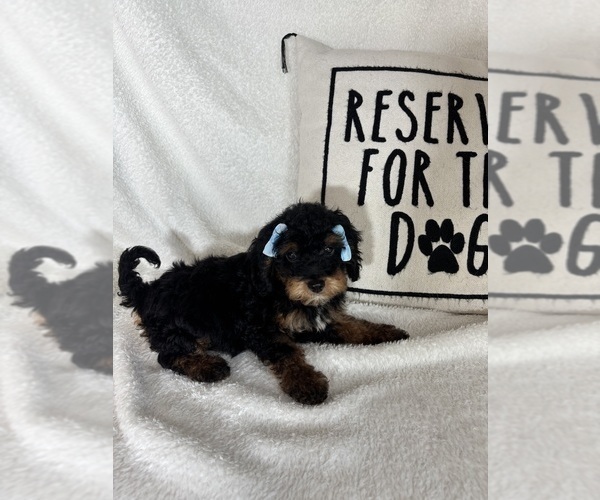 Medium Photo #5 Bernedoodle Puppy For Sale in GREENFIELD, IN, USA