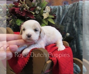 Cavachon Puppy for sale in LE MARS, IA, USA