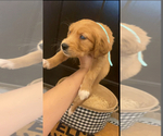 Small Photo #10 Golden Retriever Puppy For Sale in MILES, TX, USA