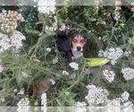 Small #18 Beagle