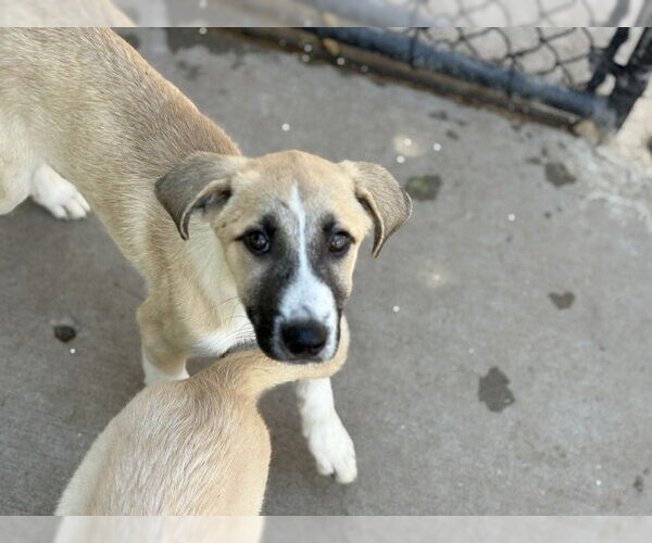 Medium Photo #2 Anatolian Shepherd Puppy For Sale in Tulsa, OK, USA