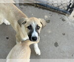 Small #1 Anatolian Shepherd