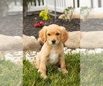 Puppy Benji Golden Cavadoodle
