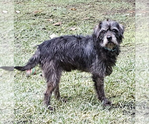 Medium Photo #1 Mutt Puppy For Sale in Olalla, WA, USA