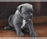 Small Photo #5 American Bully Puppy For Sale in WINCHESTER, VA, USA