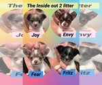 Image preview for Ad Listing. Nickname: Litter of 4