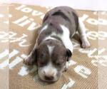 Small Photo #2 Schneagle Puppy For Sale in BURKE, SD, USA