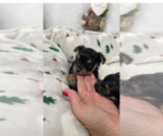 Small Photo #11 Yorkshire Terrier Puppy For Sale in FENTON, MI, USA
