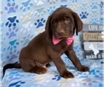 Small Photo #3 Labrador Retriever Puppy For Sale in LANCASTER, PA, USA