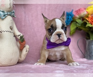 French Bulldog Puppy for sale in LANCASTER, PA, USA