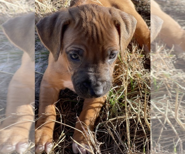 Medium Photo #14 Rhodesian Ridgeback Puppy For Sale in BOERNE, TX, USA