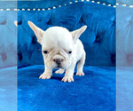 Small Photo #12 French Bulldog Puppy For Sale in GOSHEN, KY, USA