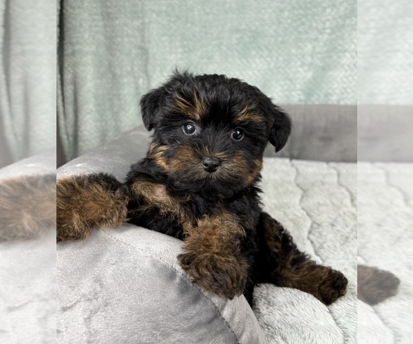 Medium Photo #6 YorkiePoo Puppy For Sale in FRANKLIN, IN, USA