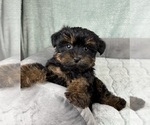Small #5 YorkiePoo