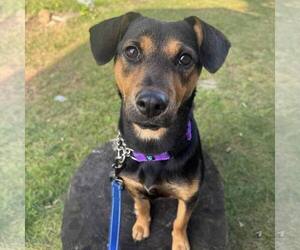 American Staffordshire Terrier-Unknown Mix Dogs for adoption in New Oxford , PA, USA