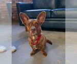 Small #1 Chihuahua