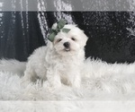 Puppy Sparky AKC Maltese