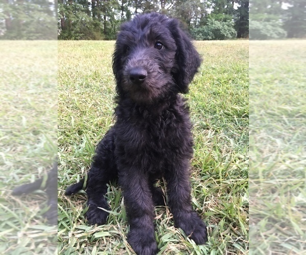 Medium Photo #4 Labradoodle Puppy For Sale in WATERLOO, SC, USA